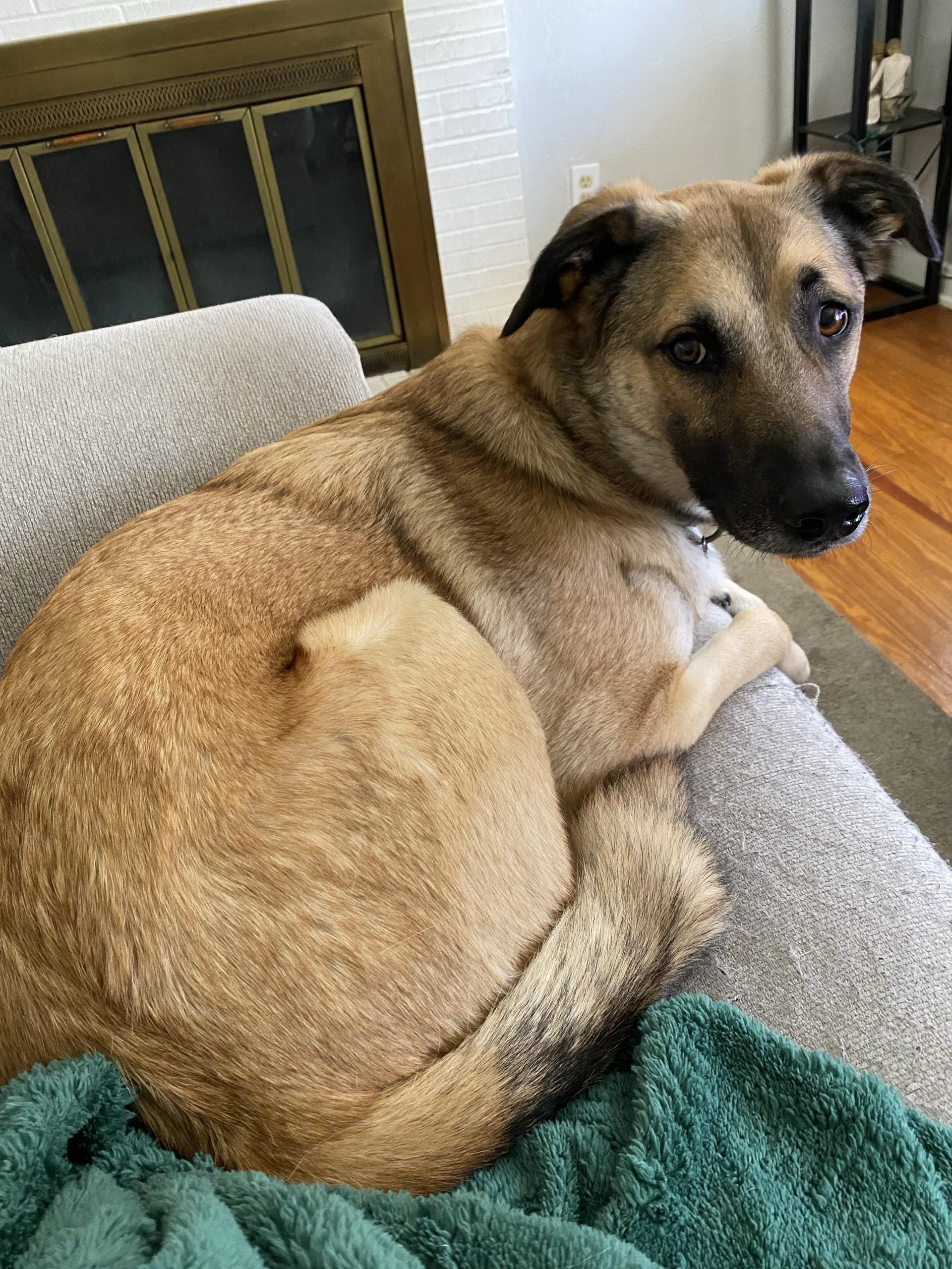 Enlarge Bucky (FKA Spencer), a Adoptable mixed breed in Orlando, FL image 4/6