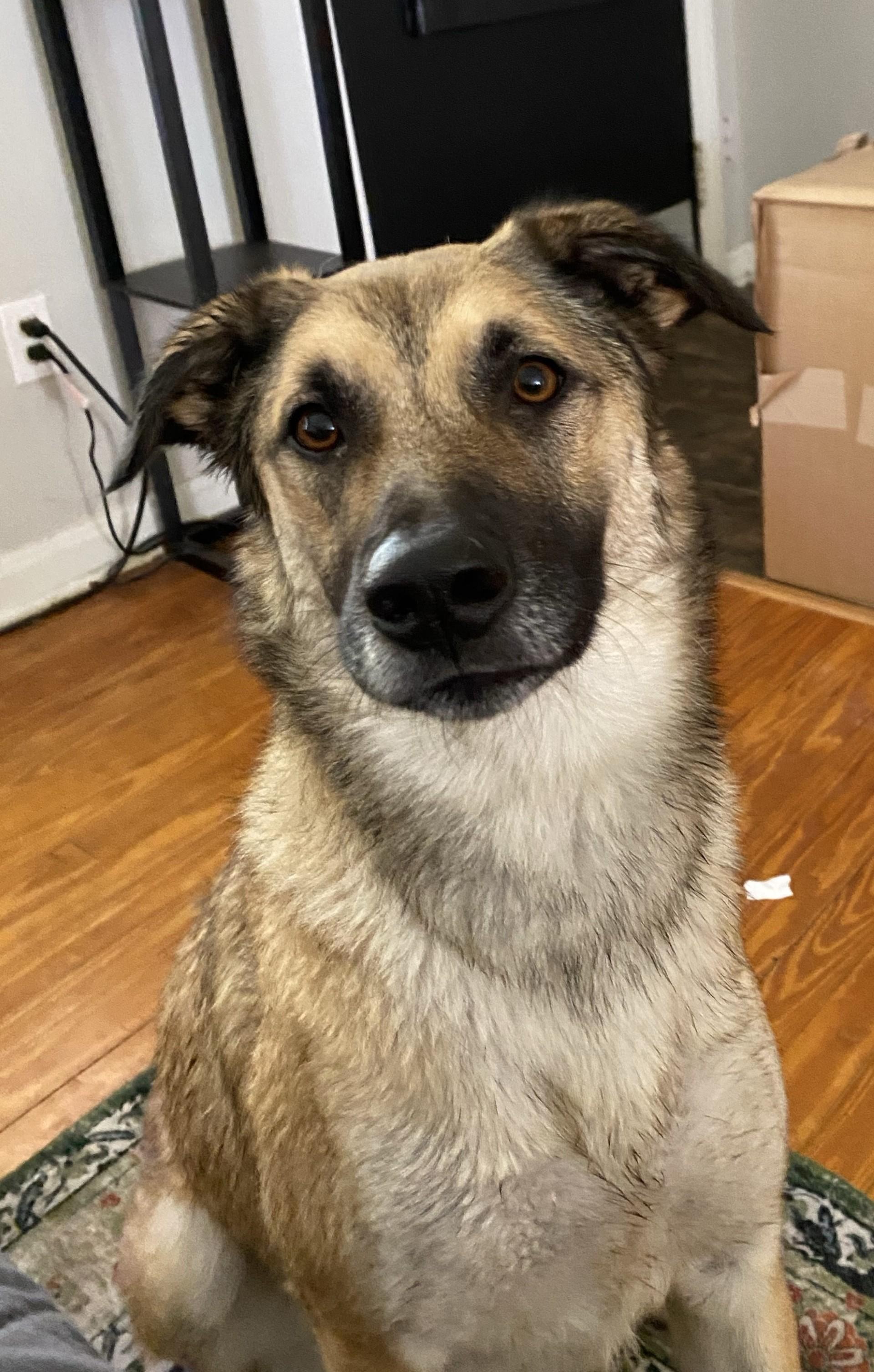 Enlarge Bucky (FKA Spencer), a Adoptable mixed breed in Orlando, FL image 3/6