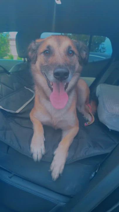 Enlarge Bucky (FKA Spencer), a Adoptable mixed breed in Orlando, FL video 2/6