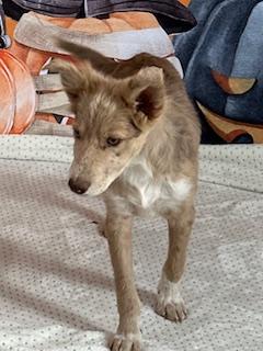 Ruth, adopted, Young Female Mixed Breed.