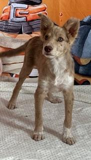 Enlarge Ruth, an adopted mixed breed in Lubbock, TX image 2/3