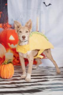 Enlarge Ruth, an adopted mixed breed in Lubbock, TX image 3/3