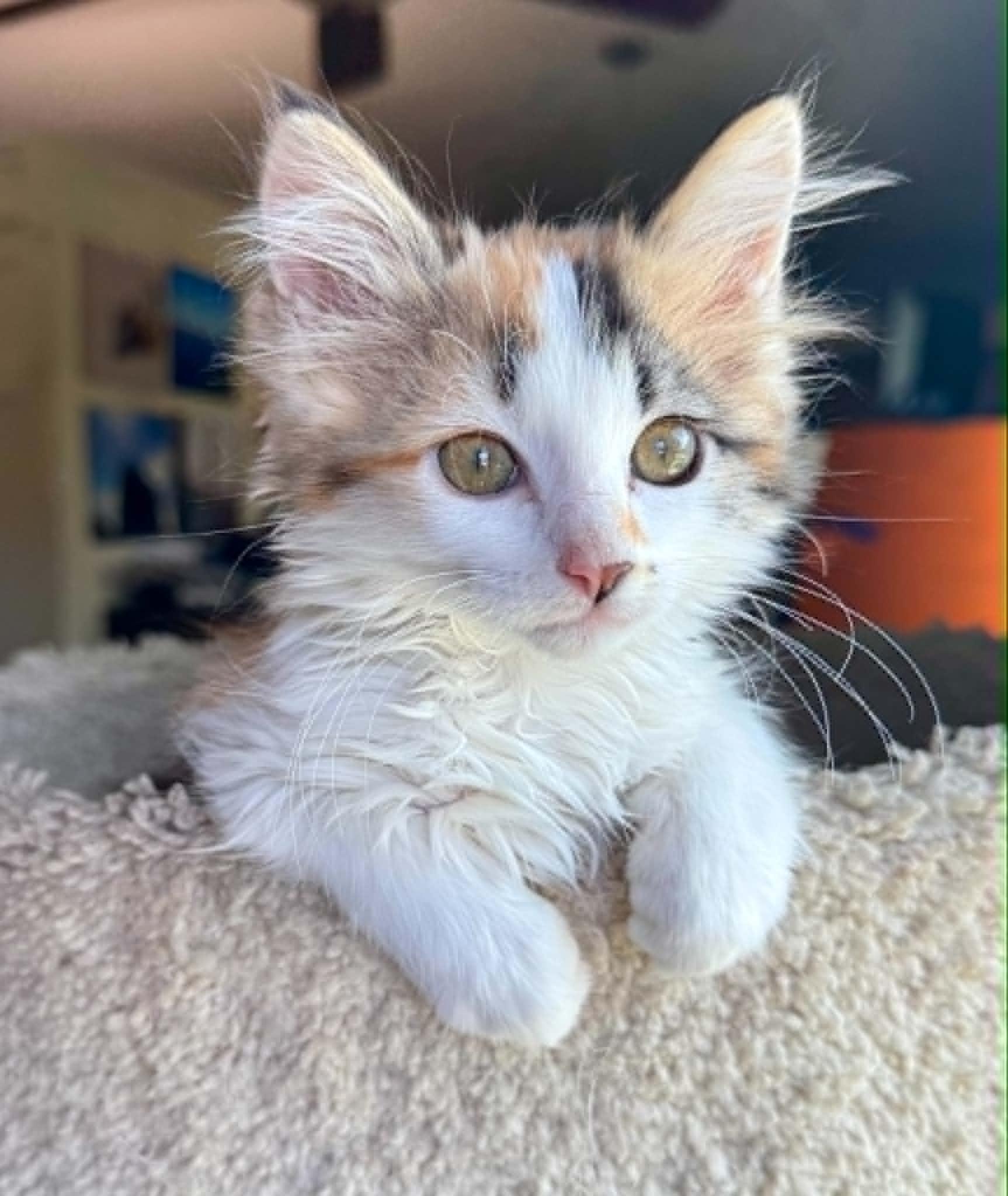 Sybil, an adopted mixed breed in Arnold, MO image 2/2