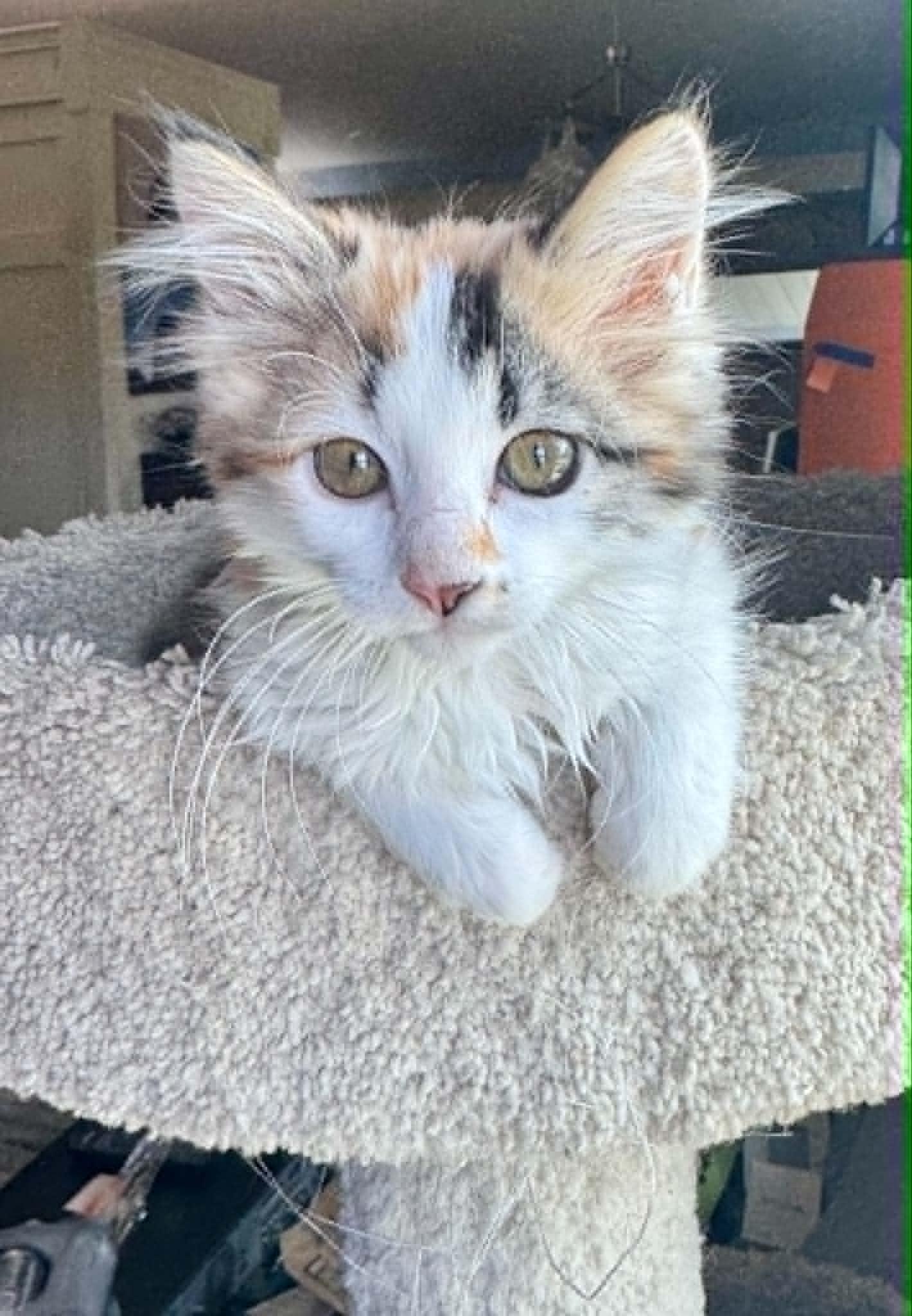 Sybil, an adopted mixed breed in Arnold, MO image 1/2