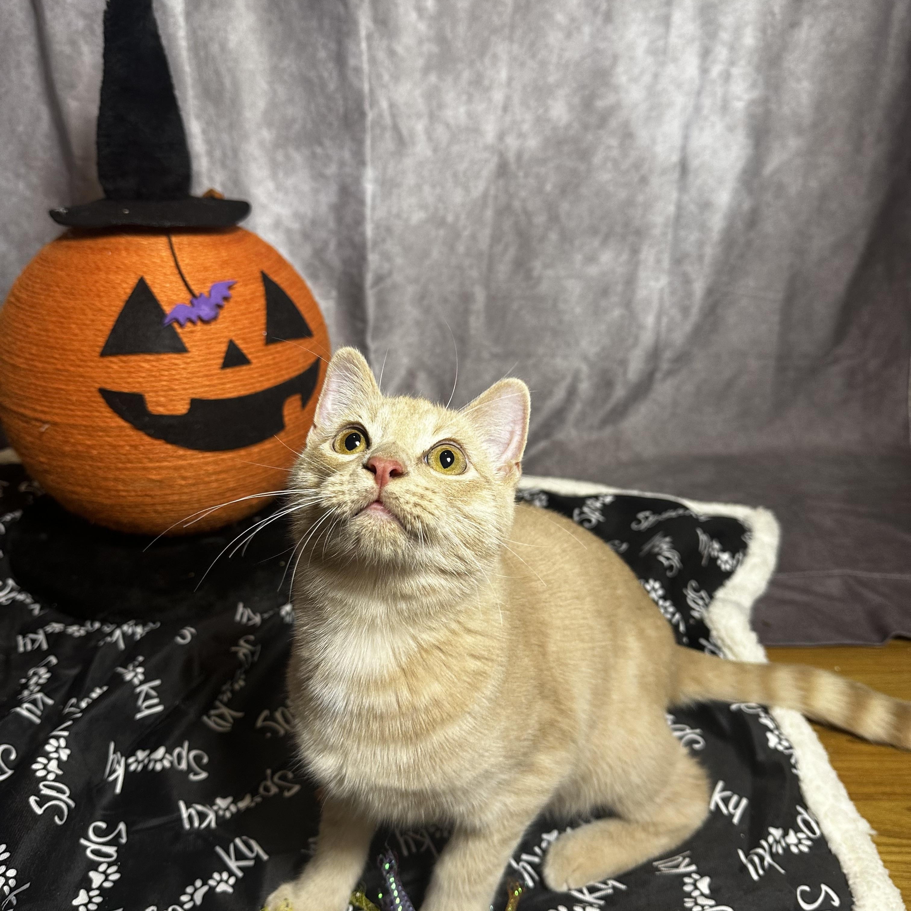 Rory - Kuykendahl/99! Petsmart