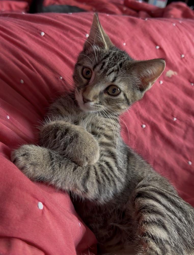 Briar, Adoptable, Kitten Female Domestic Short Hair.