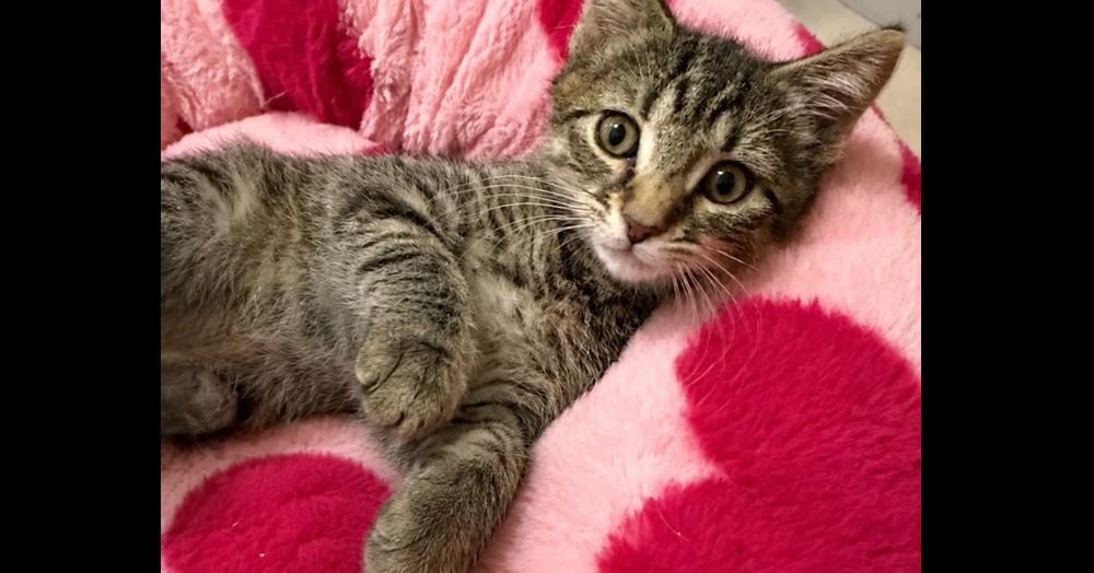 Briar, a Adoptable mixed breed in Olyphant, PA image 3/5