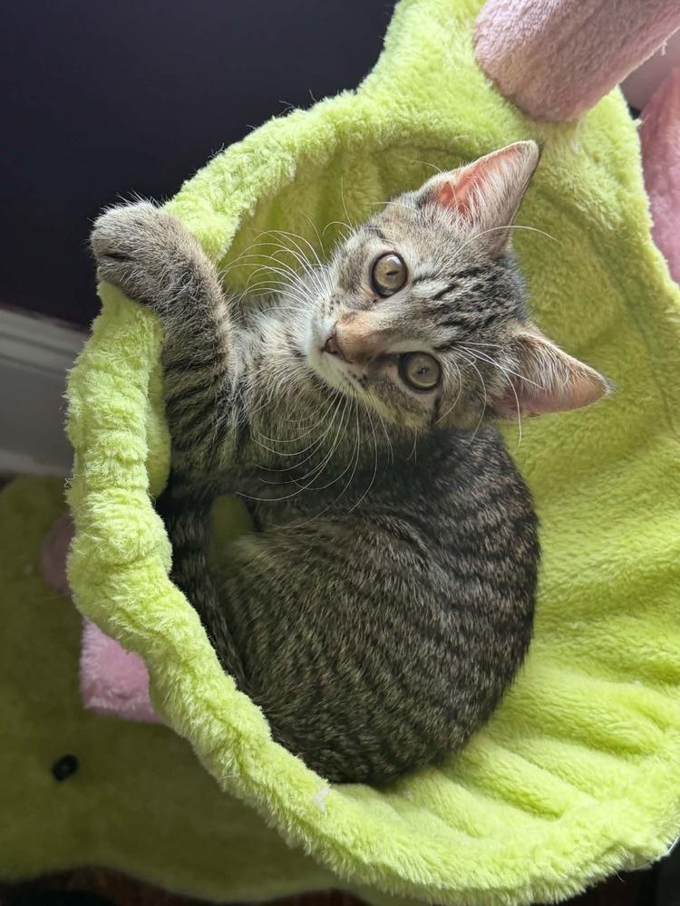 Briar, a Adoptable mixed breed in Olyphant, PA image 5/5