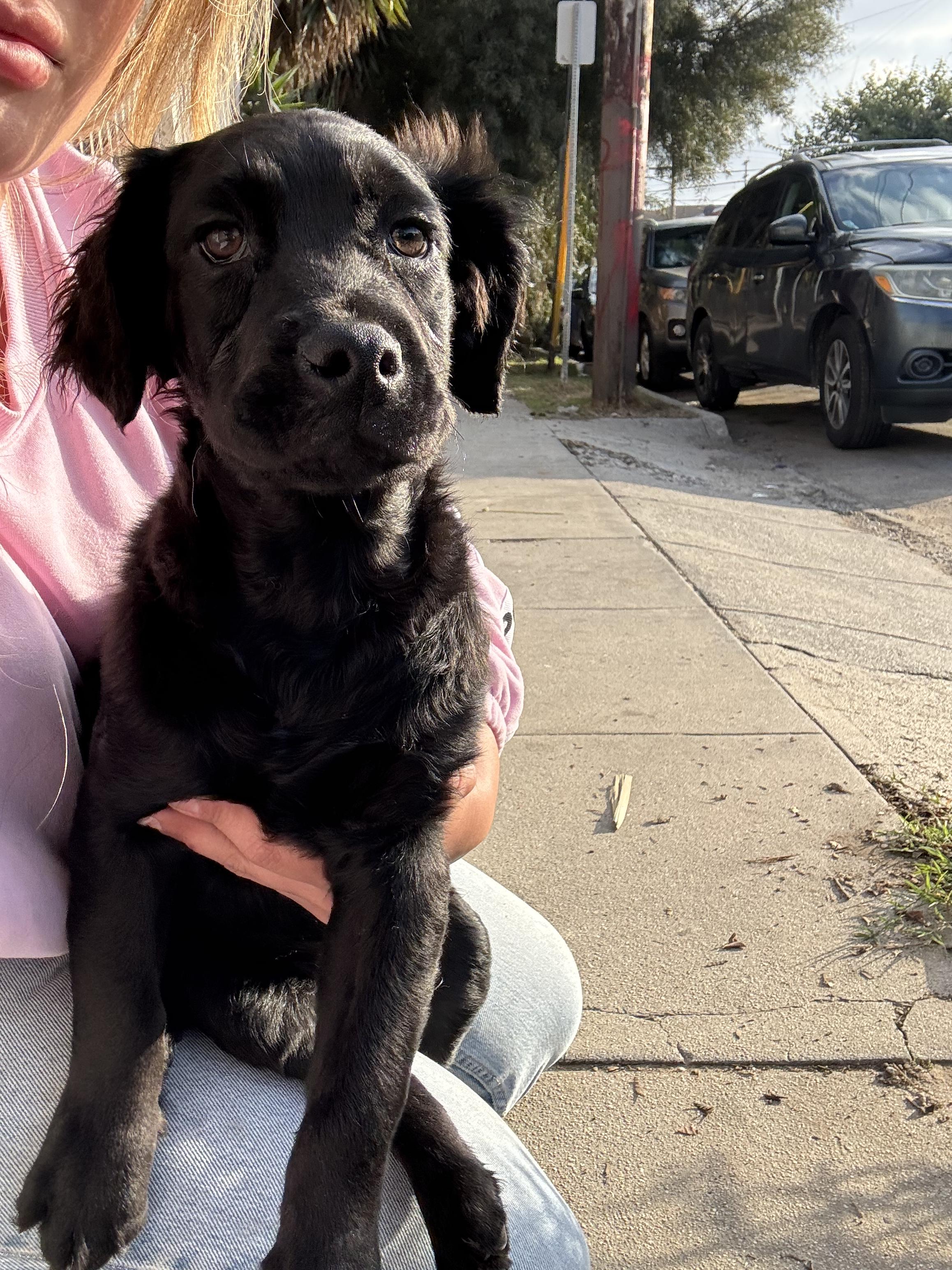 Later, Adopted, Puppy Male Goldendoodle.