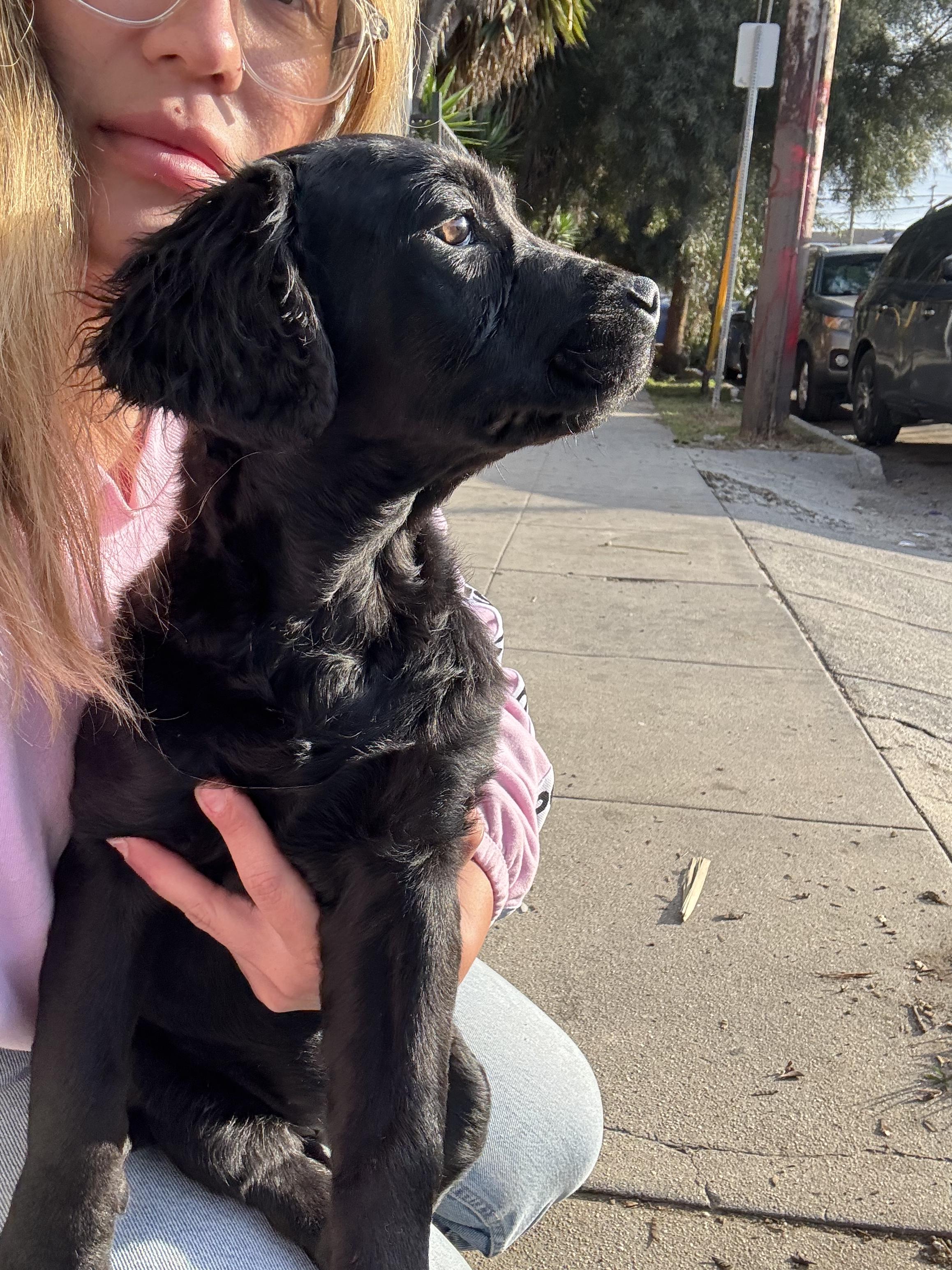 Later, a Adopted Goldendoodle in Los Angeles, CA image 2/4
