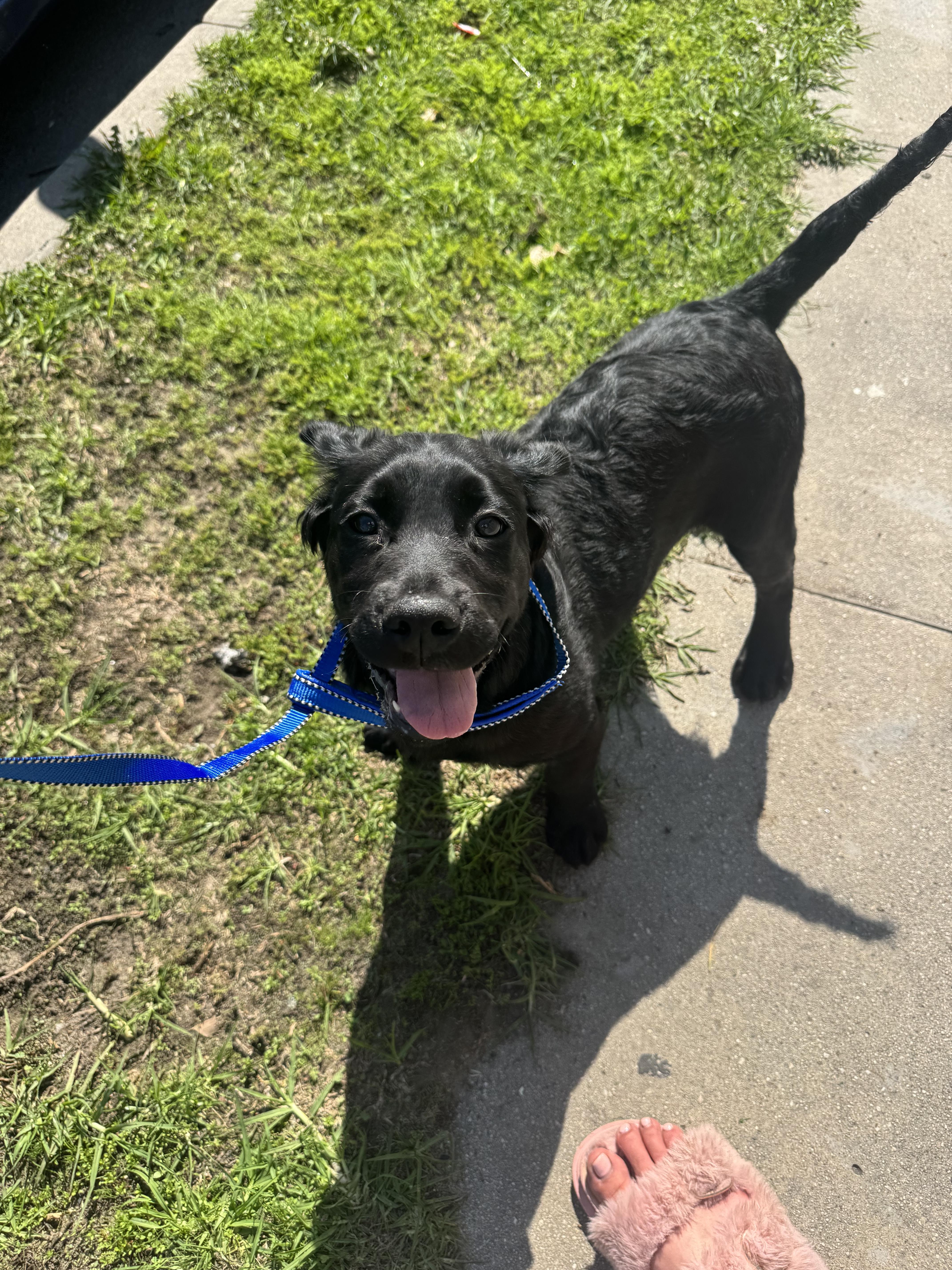 Later, a Adopted Goldendoodle in Los Angeles, CA image 3/4