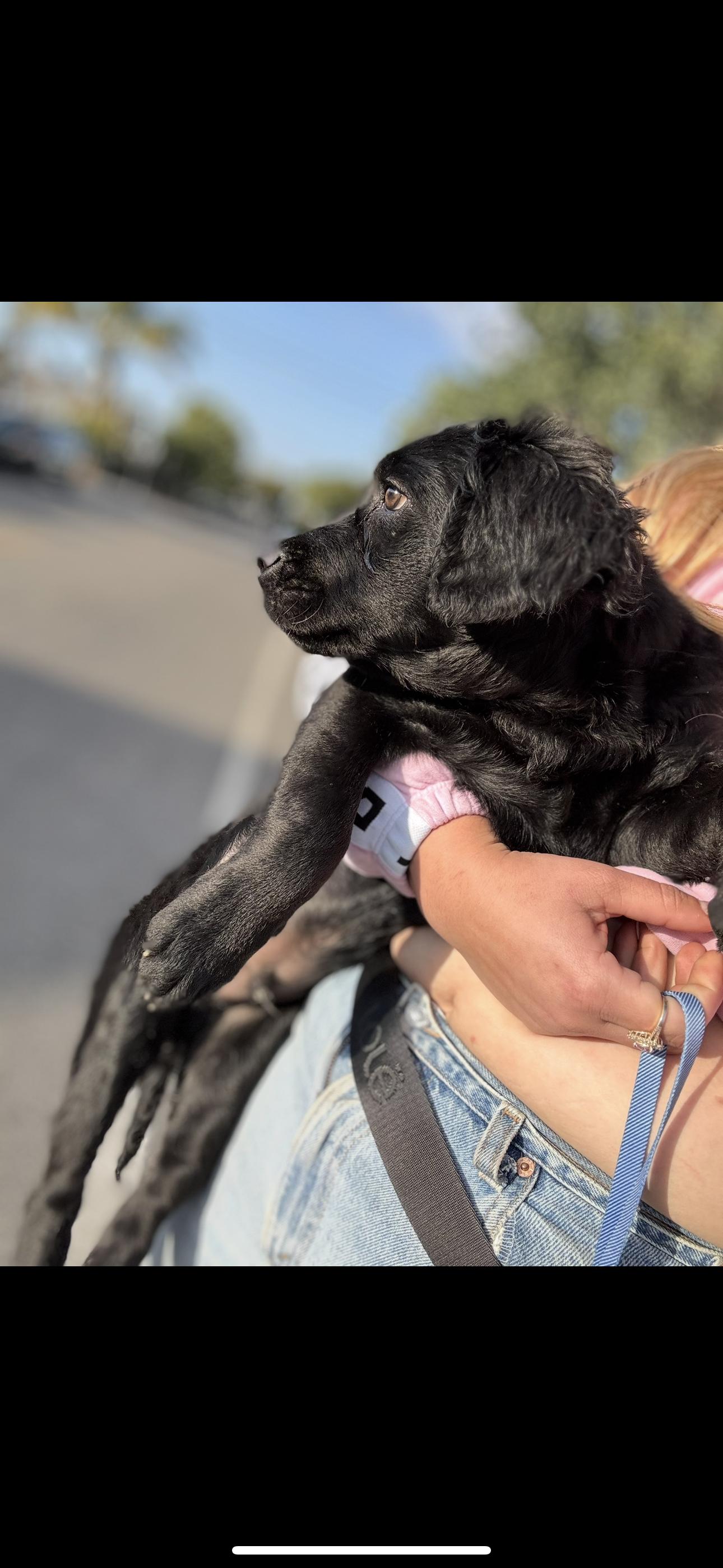 Later, a Adopted Goldendoodle in Los Angeles, CA image 4/4