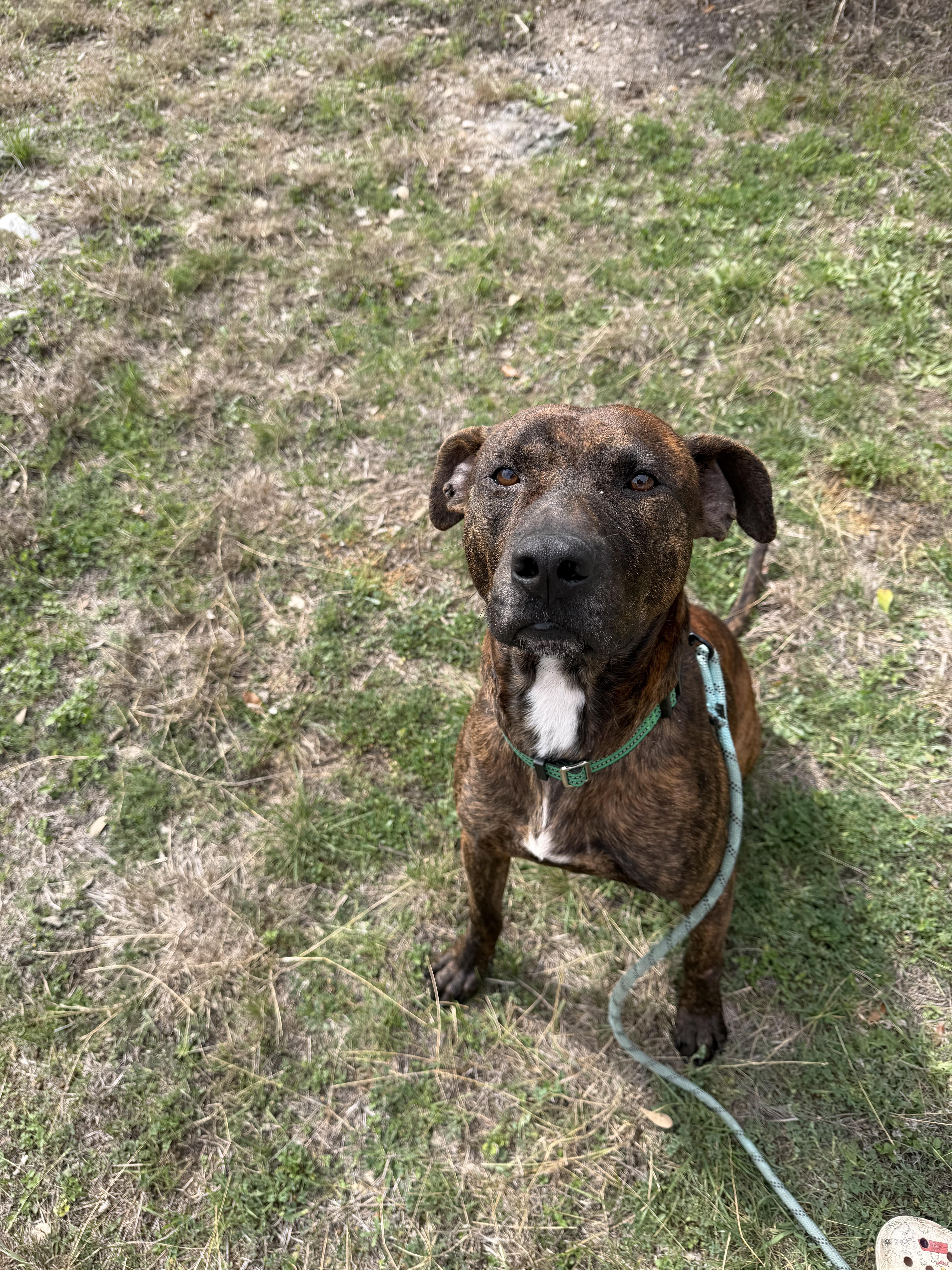 Enlarge Ralphie, a ADOPTABLE American Staffordshire Terrier in Mico, TX image 3/5
