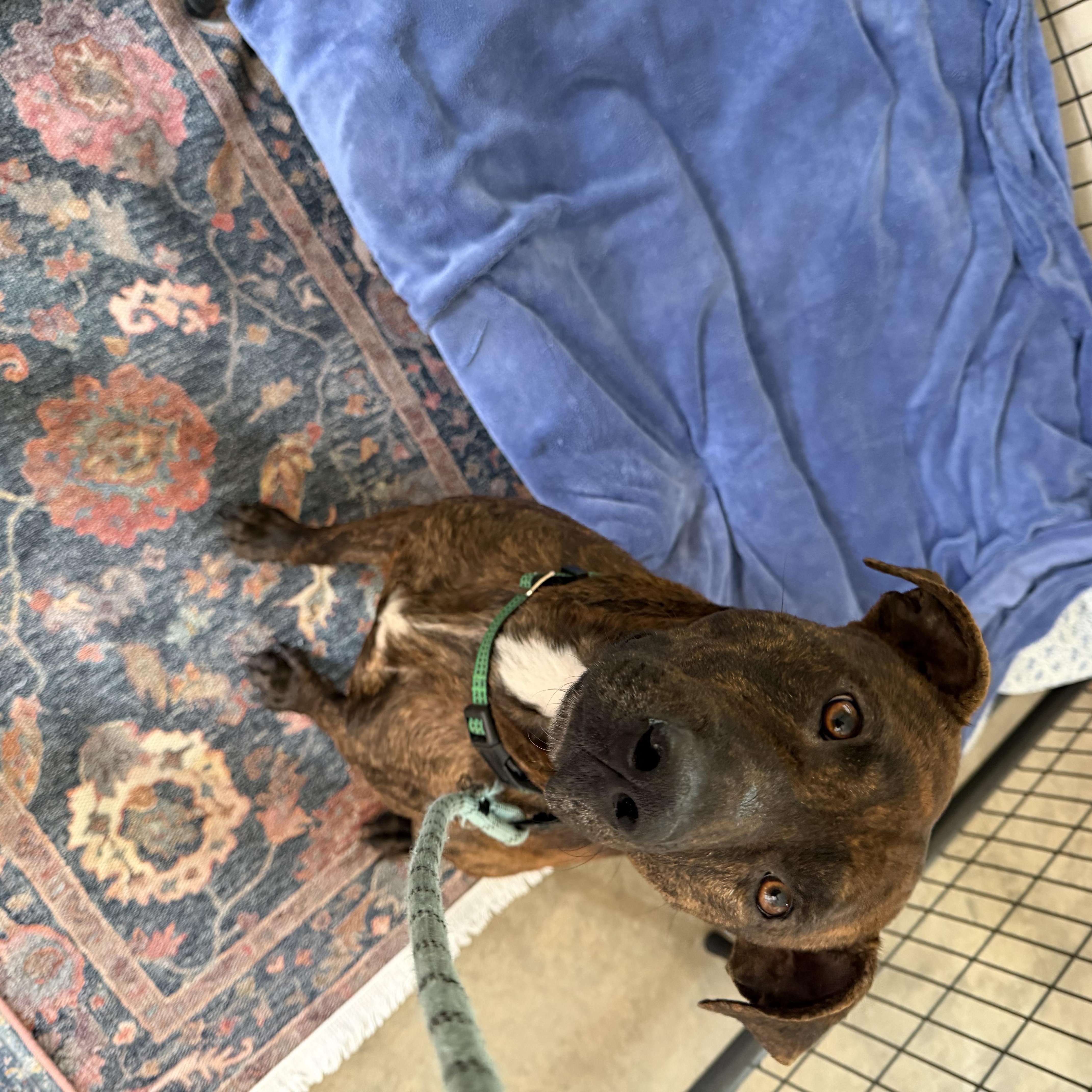 Enlarge Ralphie, a ADOPTABLE American Staffordshire Terrier in Mico, TX image 1/5