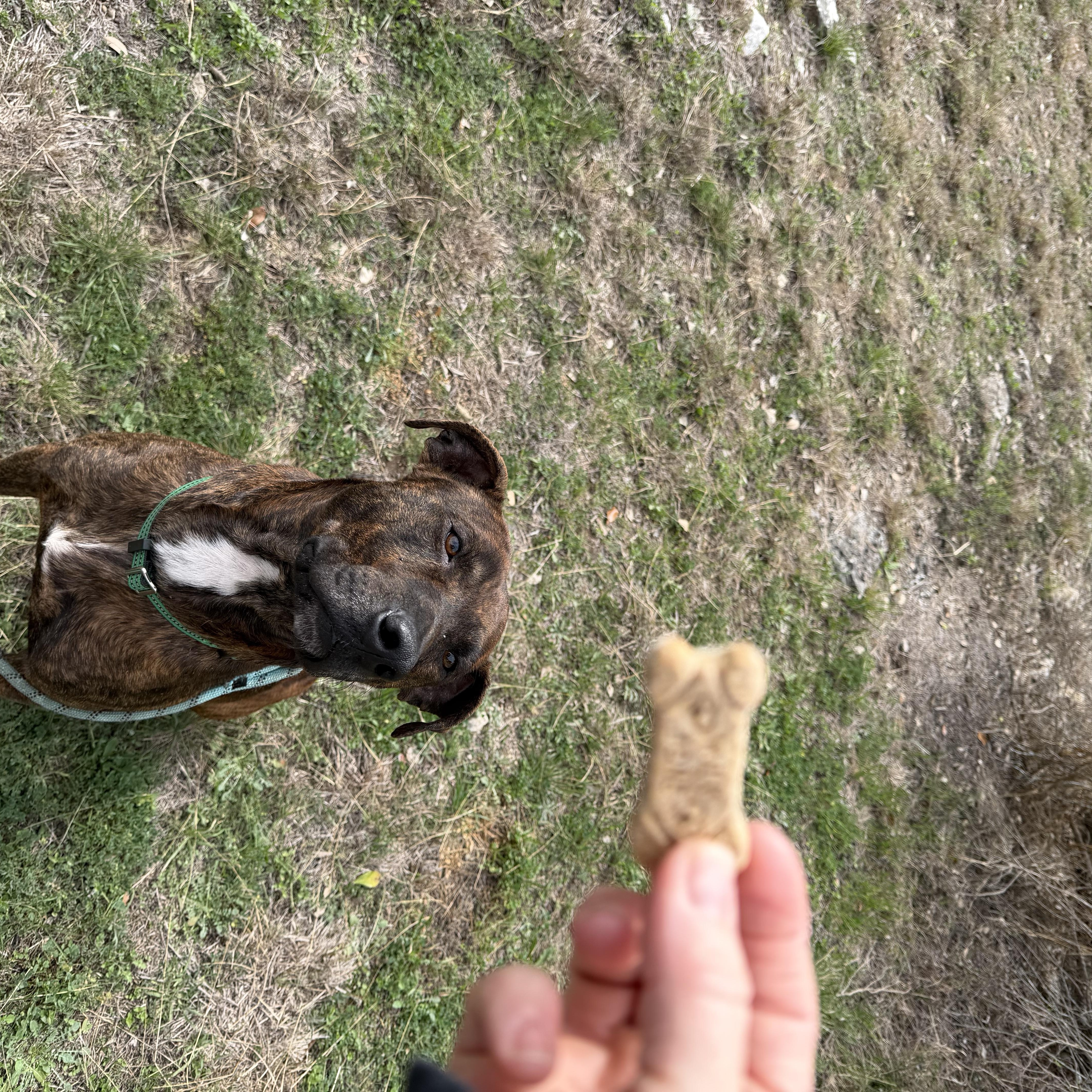 Enlarge Ralphie, a ADOPTABLE American Staffordshire Terrier in Mico, TX image 2/5