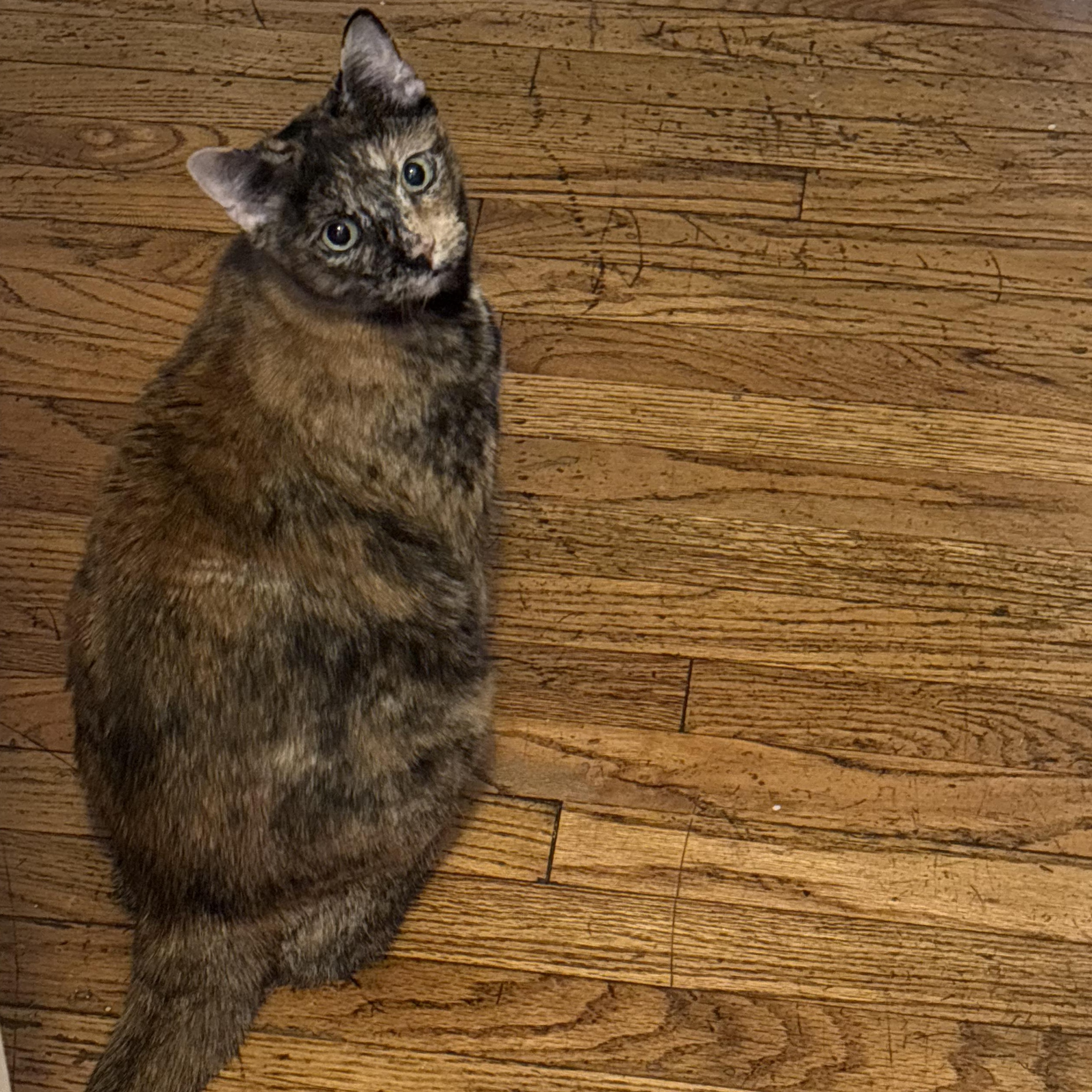 Enlarge Ellie, a ADOPTABLE Domestic Short Hair in New york, NY image 2/2