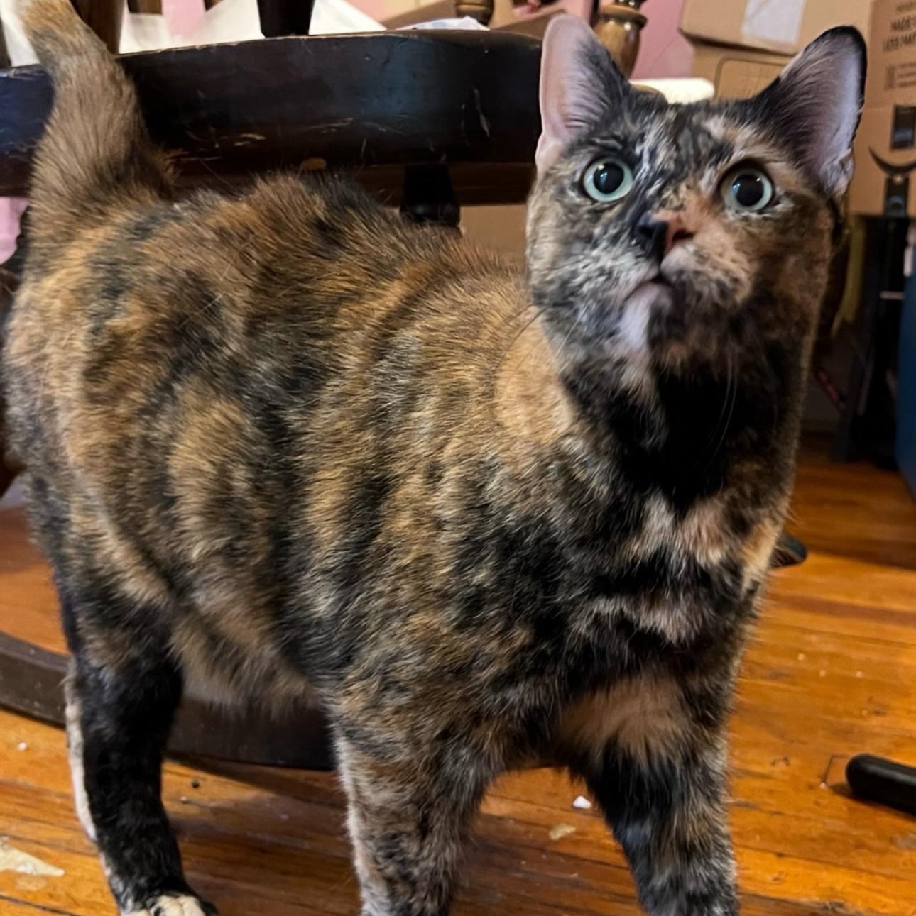 Ellie, ADOPTABLE, Senior Female Domestic Short Hair.