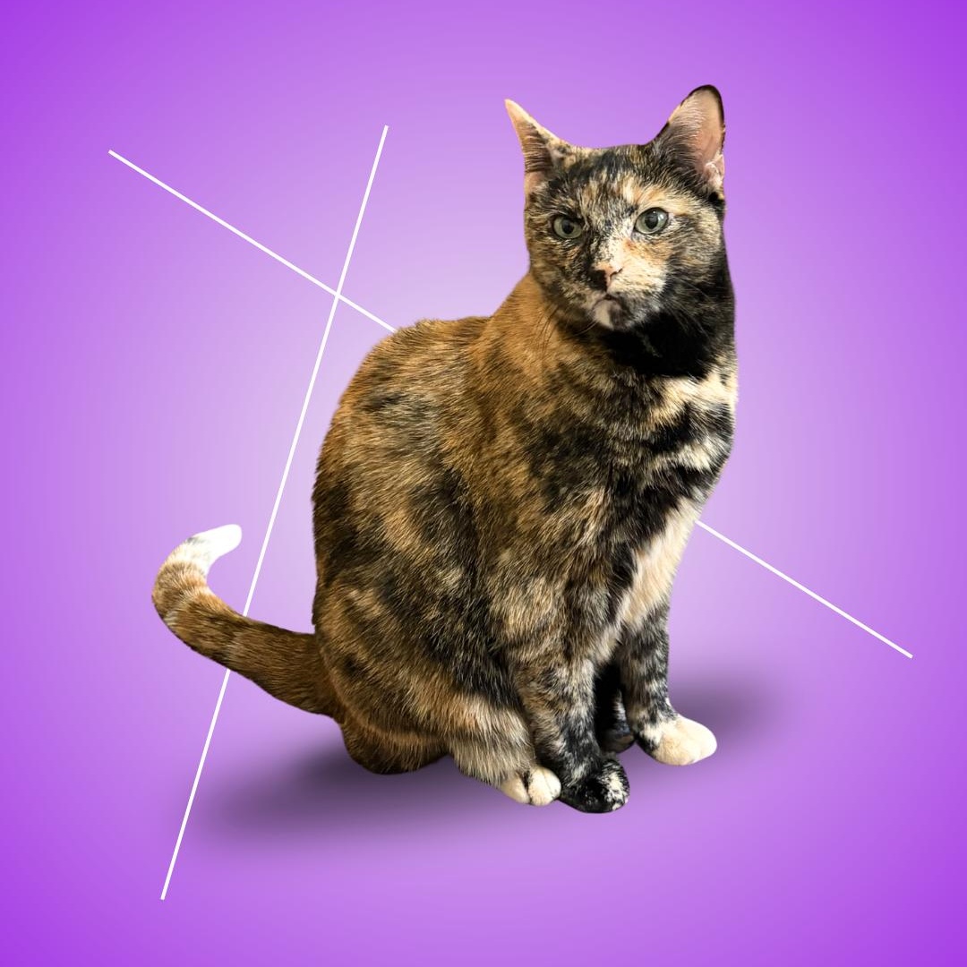 Enlarge Ellie, a ADOPTABLE Domestic Short Hair in New york, NY image 1/3