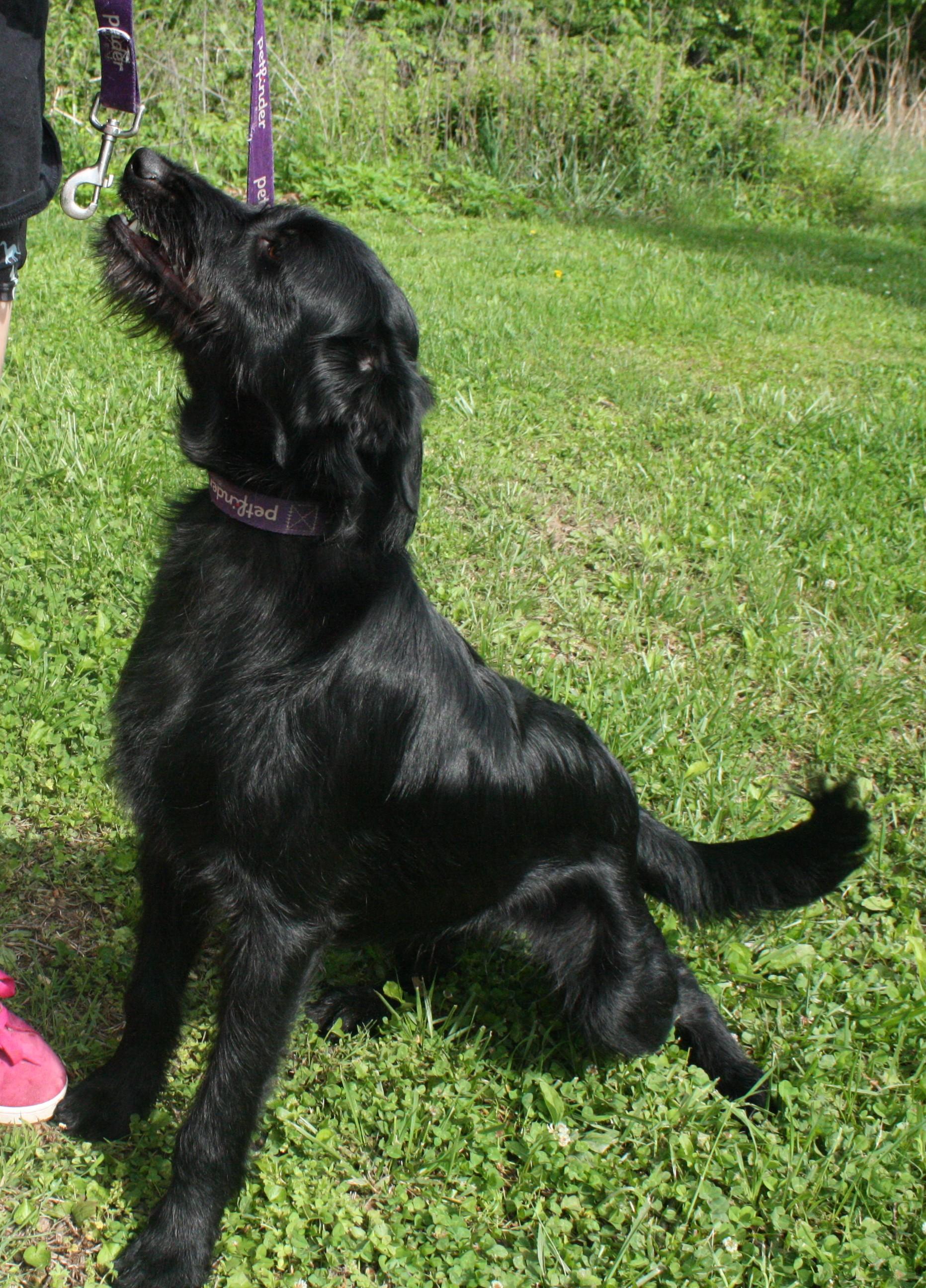 Enlarge Frankie, a ADOPTABLE mixed breed in Harrison, AR image 2/4