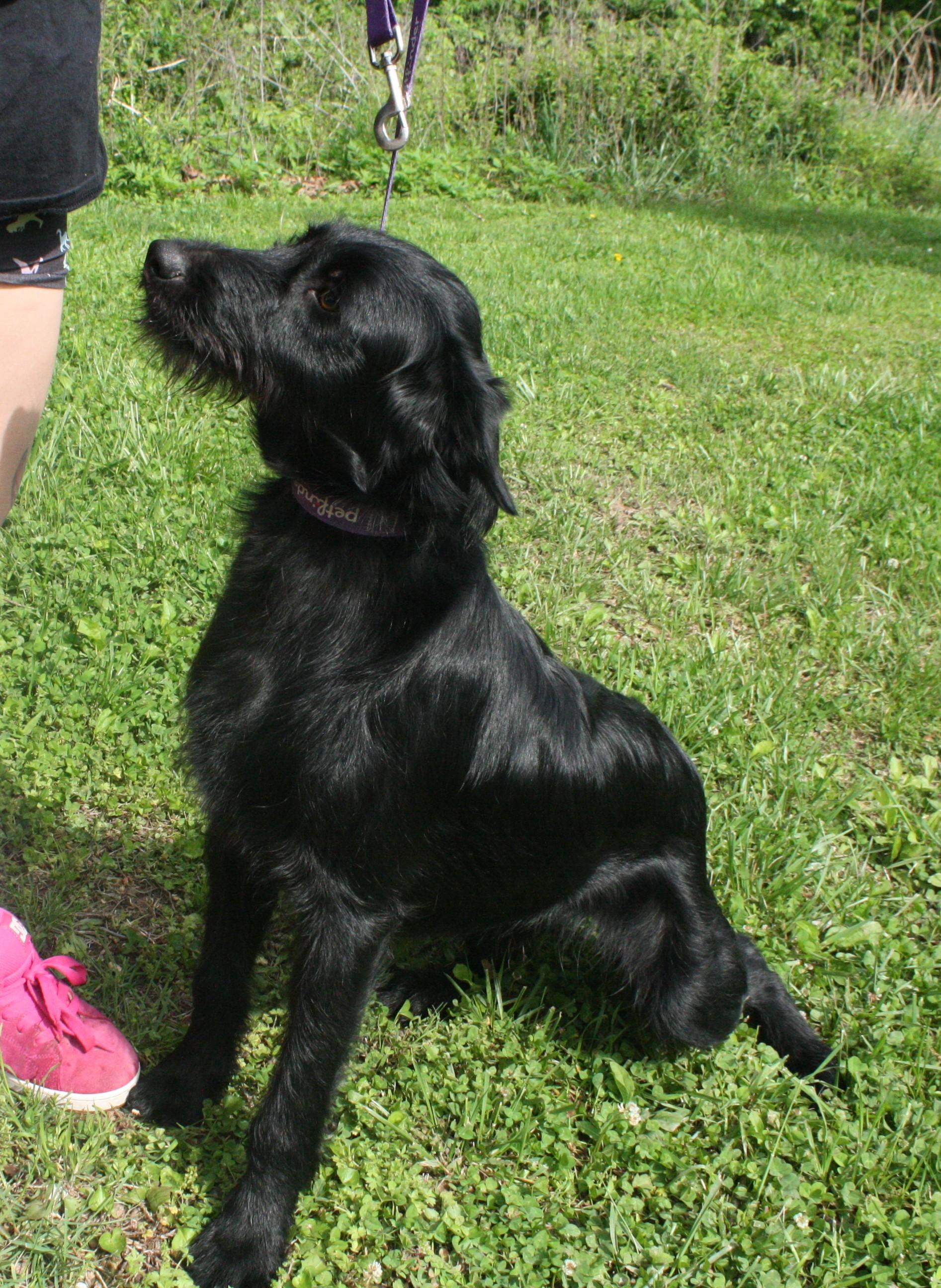 Enlarge Frankie, a ADOPTABLE mixed breed in Harrison, AR image 4/4