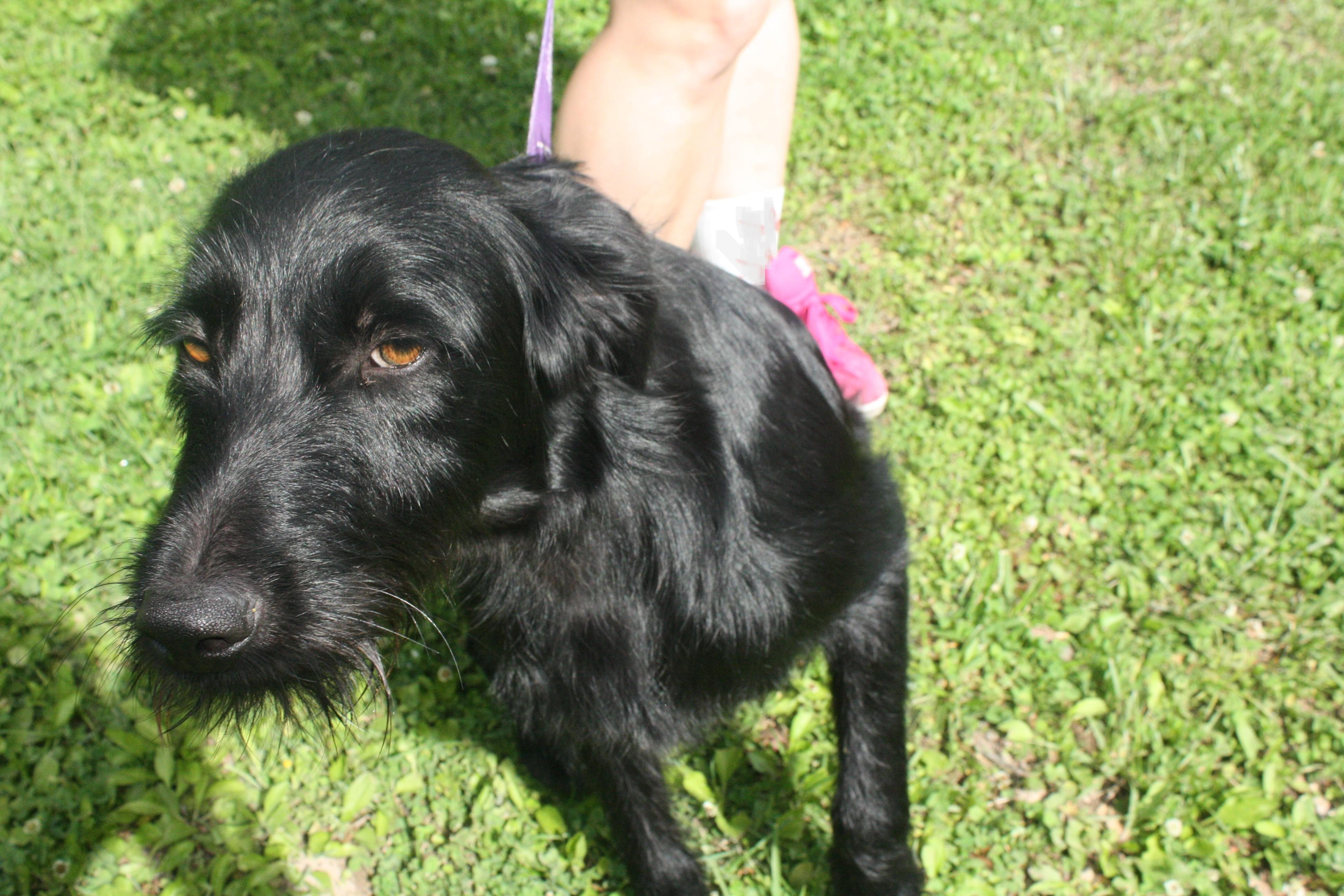 Frankie, ADOPTABLE, Adult Male Poodle.