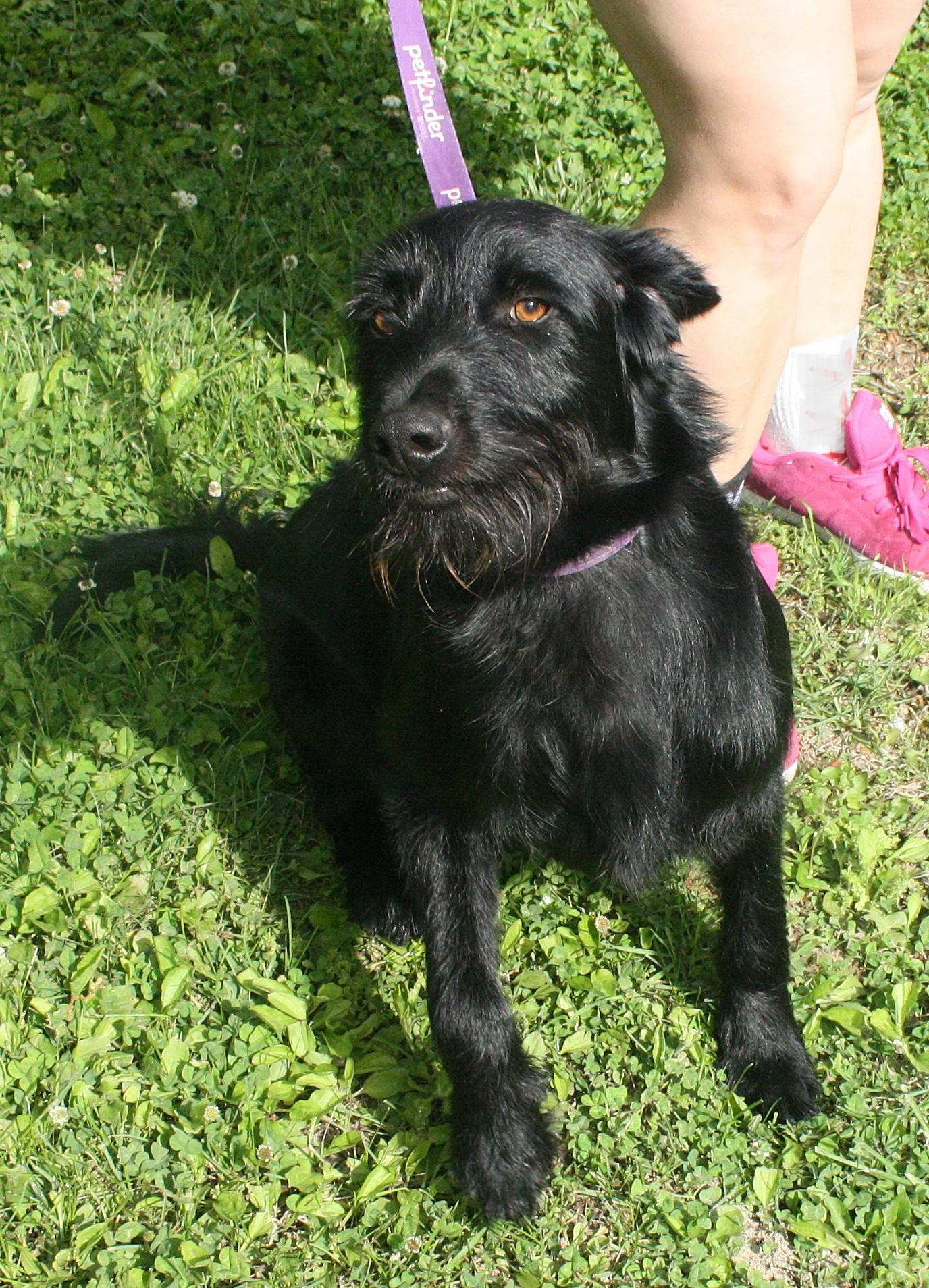 Enlarge Frankie, a ADOPTABLE mixed breed in Harrison, AR image 3/4