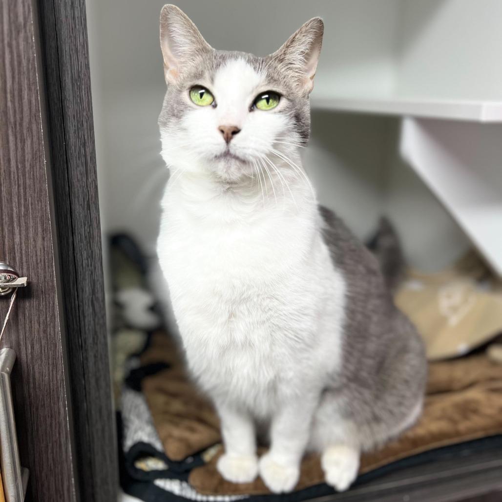 Enlarge Mushroom, a Adoptable Domestic Short Hair in Waynesville, NC image 1/6