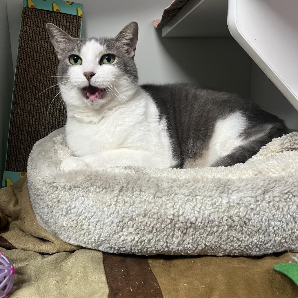 Enlarge Mushroom, a Adoptable Domestic Short Hair in Waynesville, NC image 2/6