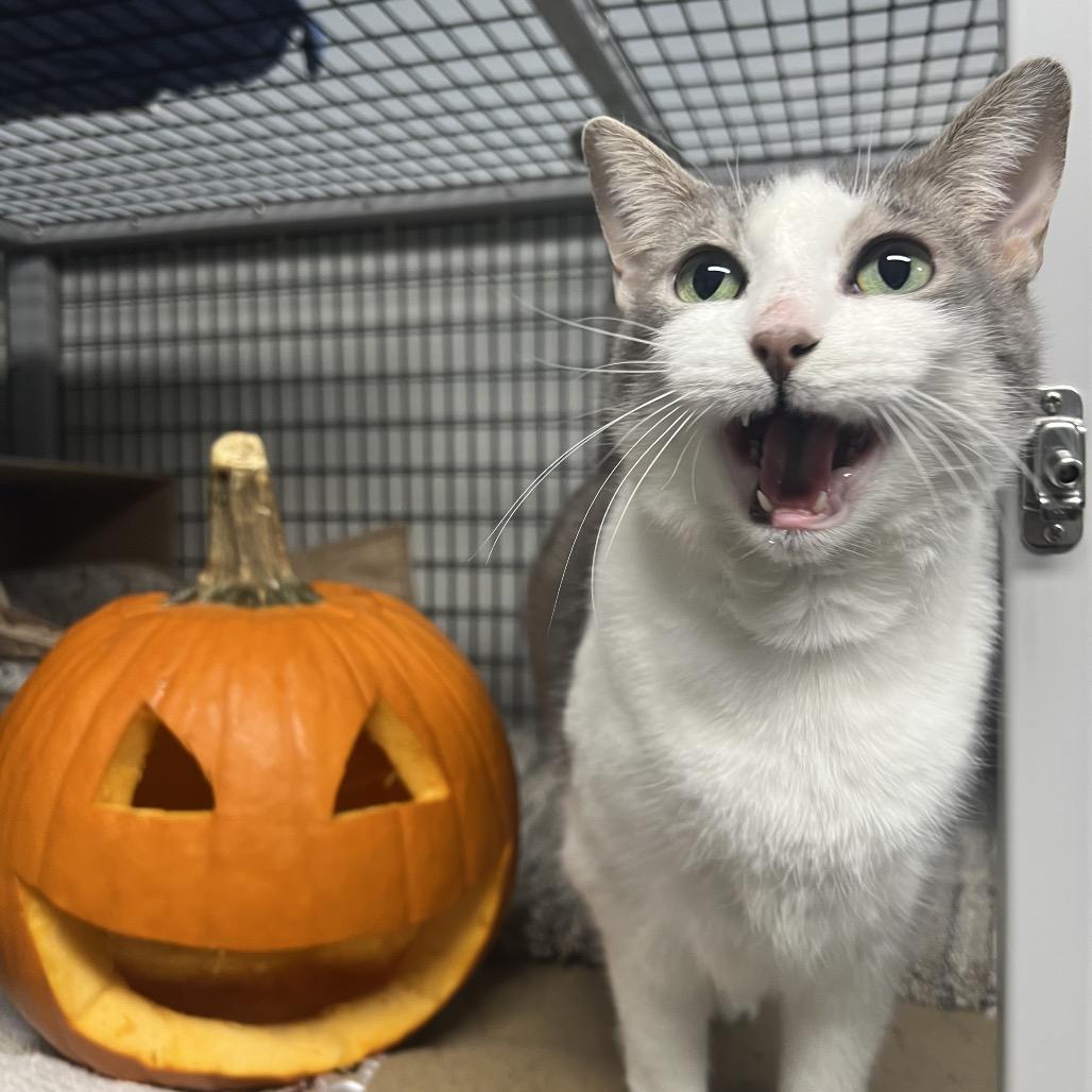 Enlarge Mushroom, a Adoptable Domestic Short Hair in Waynesville, NC image 3/6
