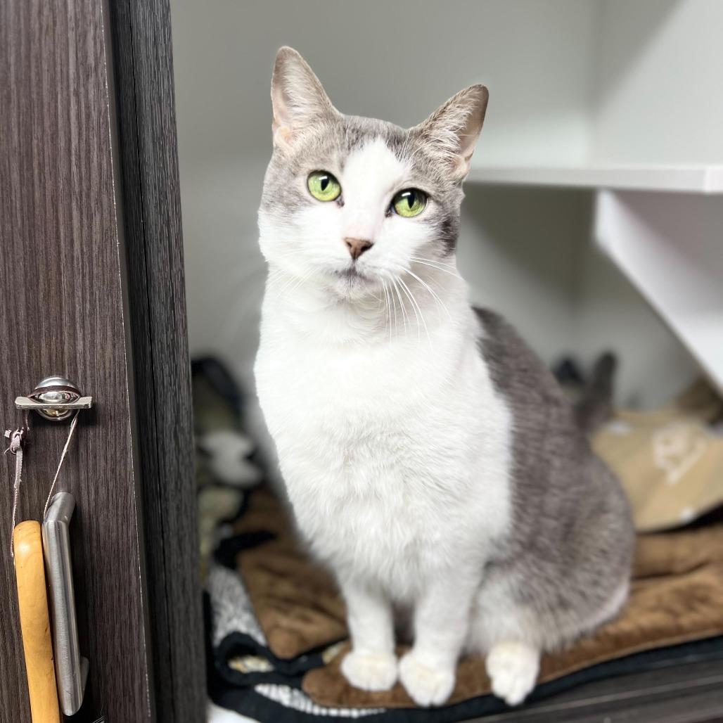 Enlarge Mushroom, a Adoptable Domestic Short Hair in Waynesville, NC image 5/6