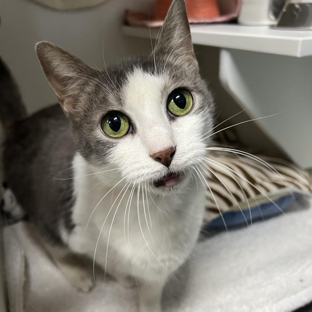 Enlarge Mushroom, a Adoptable Domestic Short Hair in Waynesville, NC image 6/6