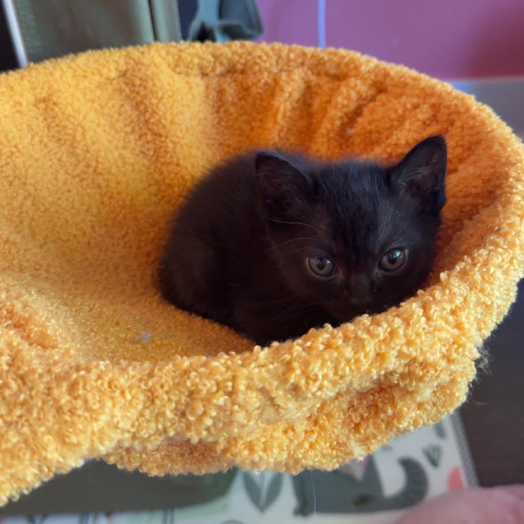 Eloise (Bridgertons), Adoptable, Kitten Female Domestic Short Hair.