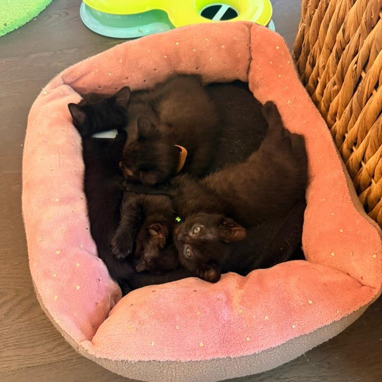 Eloise (Bridgertons), a Adoptable Domestic Short Hair in Charlotte, NC image 2/6