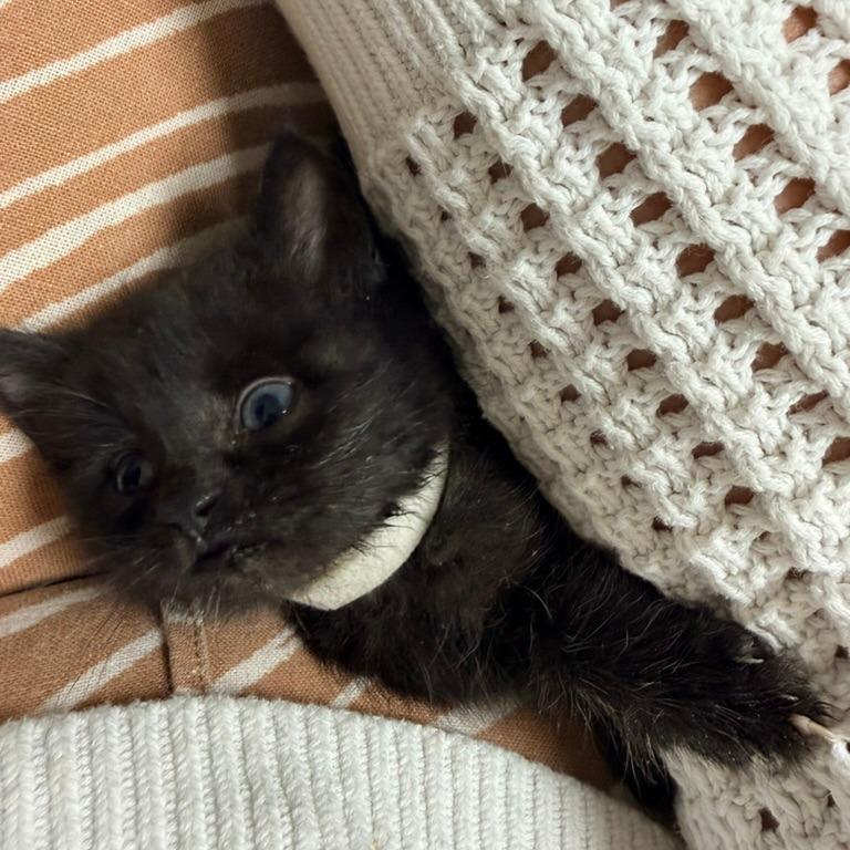 Eloise (Bridgertons), a Adoptable Domestic Short Hair in Charlotte, NC image 3/6