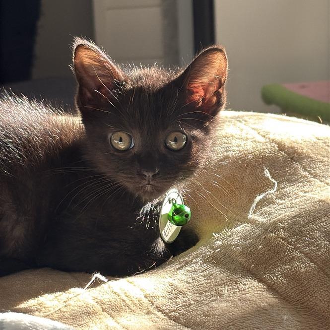 Eloise (Bridgertons), a Adoptable Domestic Short Hair in Charlotte, NC image 5/6