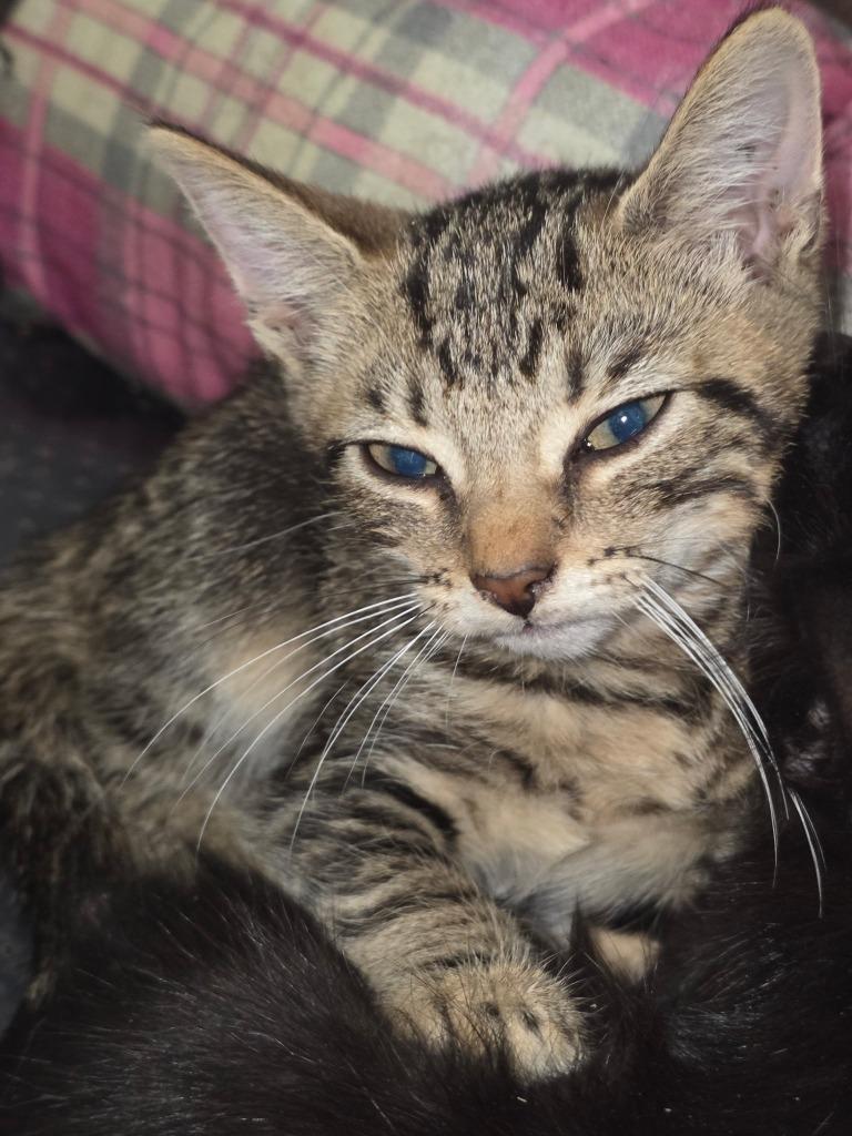 Apple, Adoptable, Kitten Female Domestic Short Hair.
