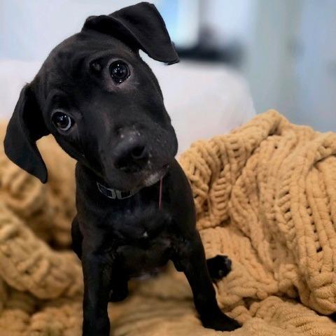 Enlarge Clover, a Adoptable mixed breed in Kansas City, MO image 1/6