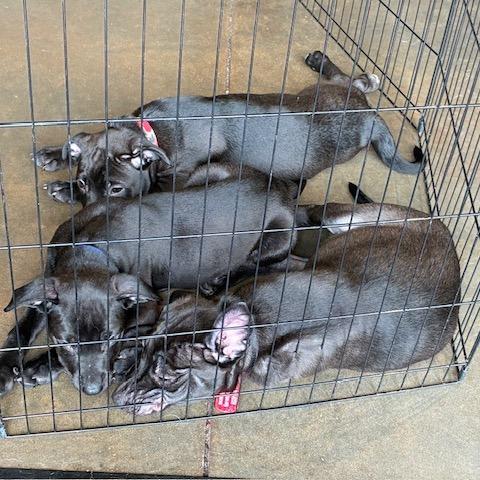 Clover, Adoptable, Puppy Male Pit Bull Terrier & Rottweiler.