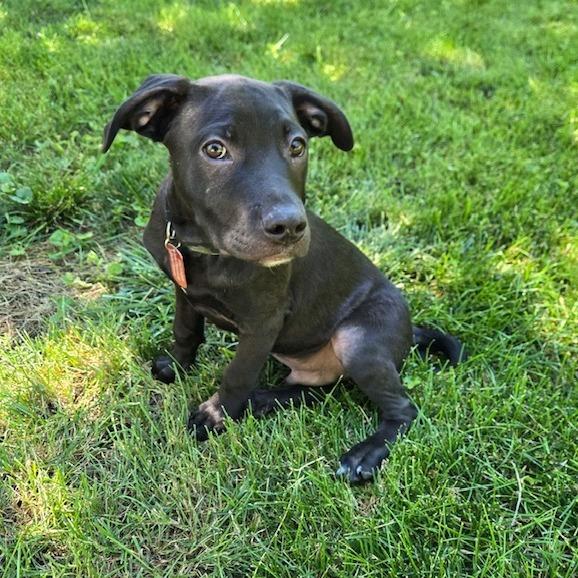 Clover, a Adoptable mixed breed in Kansas City, MO image 2/6