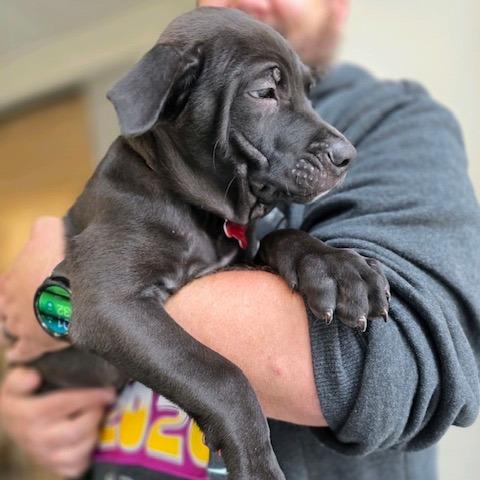 Clover, a Adoptable mixed breed in Kansas City, MO image 4/6