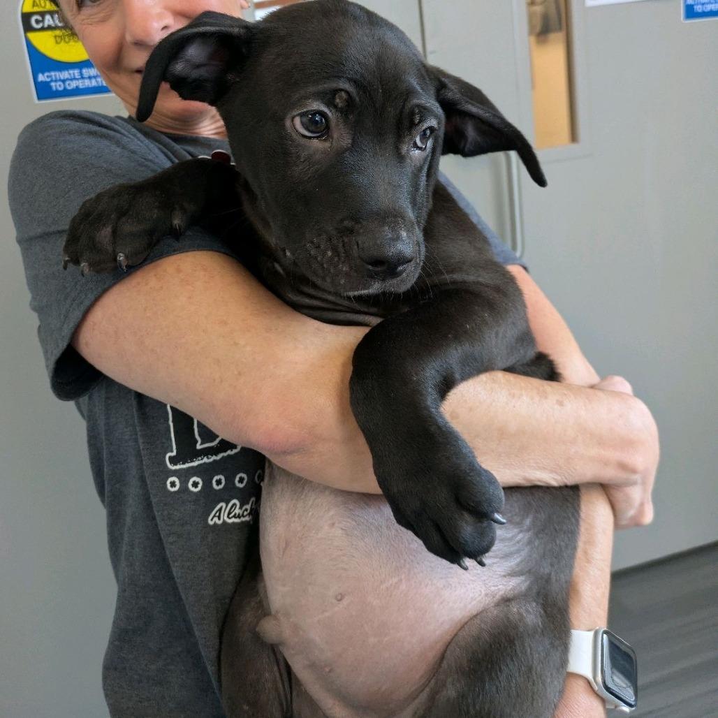 Enlarge Clover, a Adoptable mixed breed in Kansas City, MO image 2/6