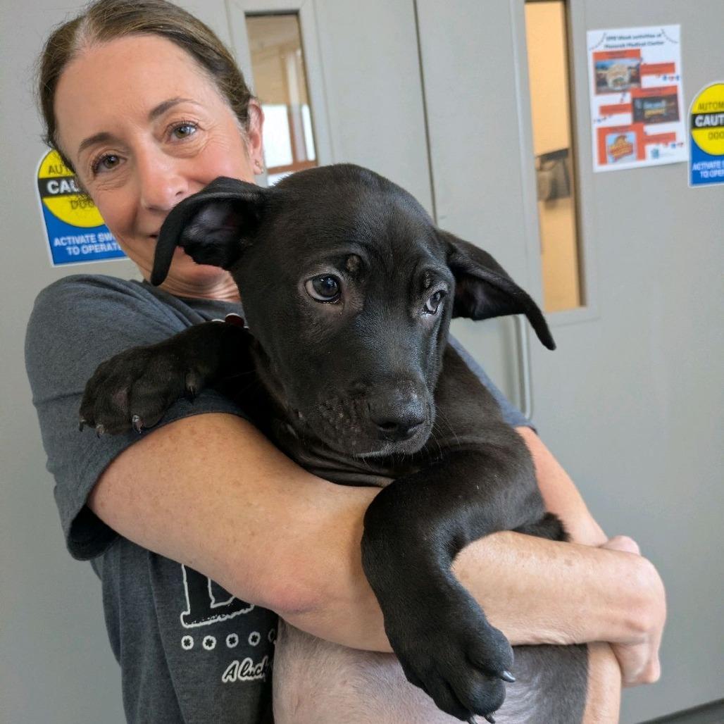 Enlarge Clover, a Adoptable mixed breed in Kansas City, MO image 3/6