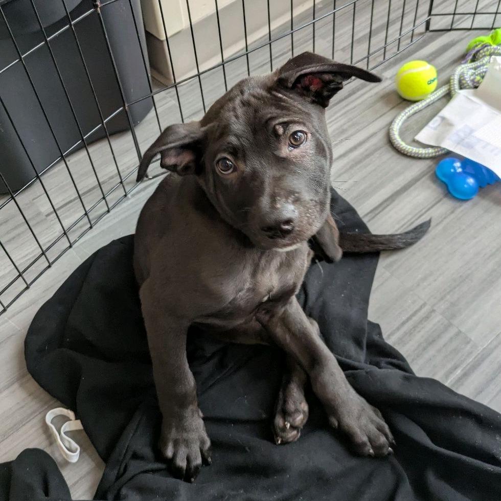 Enlarge Clover, a Adoptable mixed breed in Kansas City, MO image 4/6