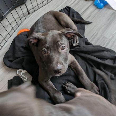 Enlarge Clover, a Adoptable mixed breed in Kansas City, MO image 5/6