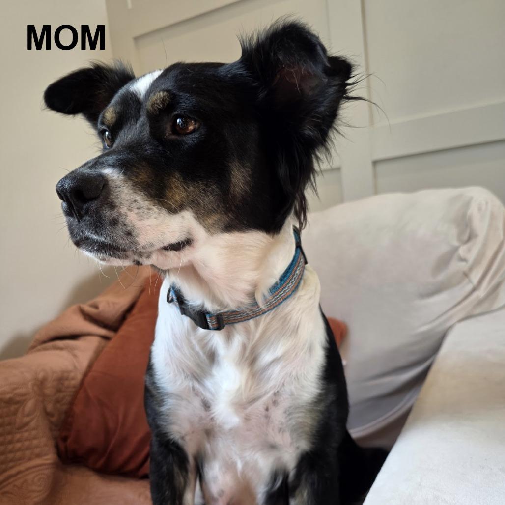 Enlarge Clover, a Adoptable mixed breed in Kansas City, MO image 6/6