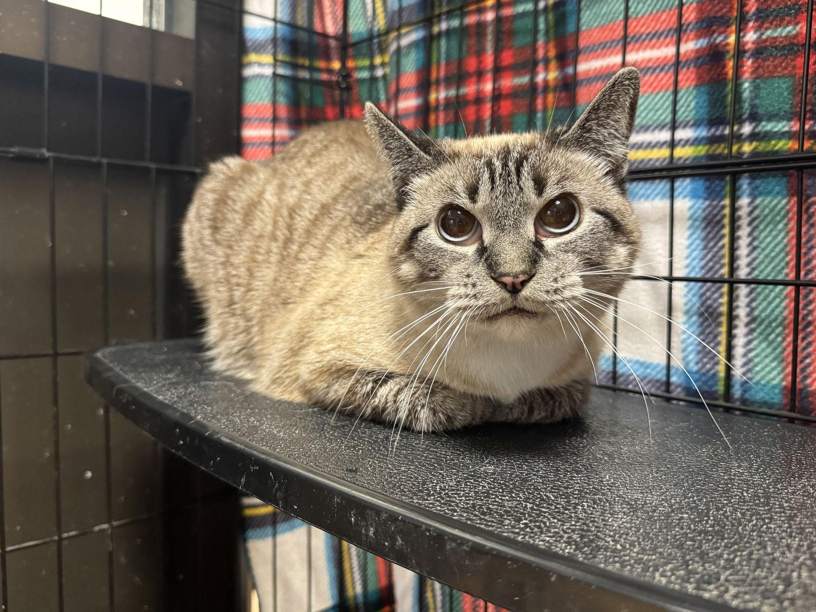 Willow, a Adopted mixed breed in Cedar Rapids, IA image 1/3