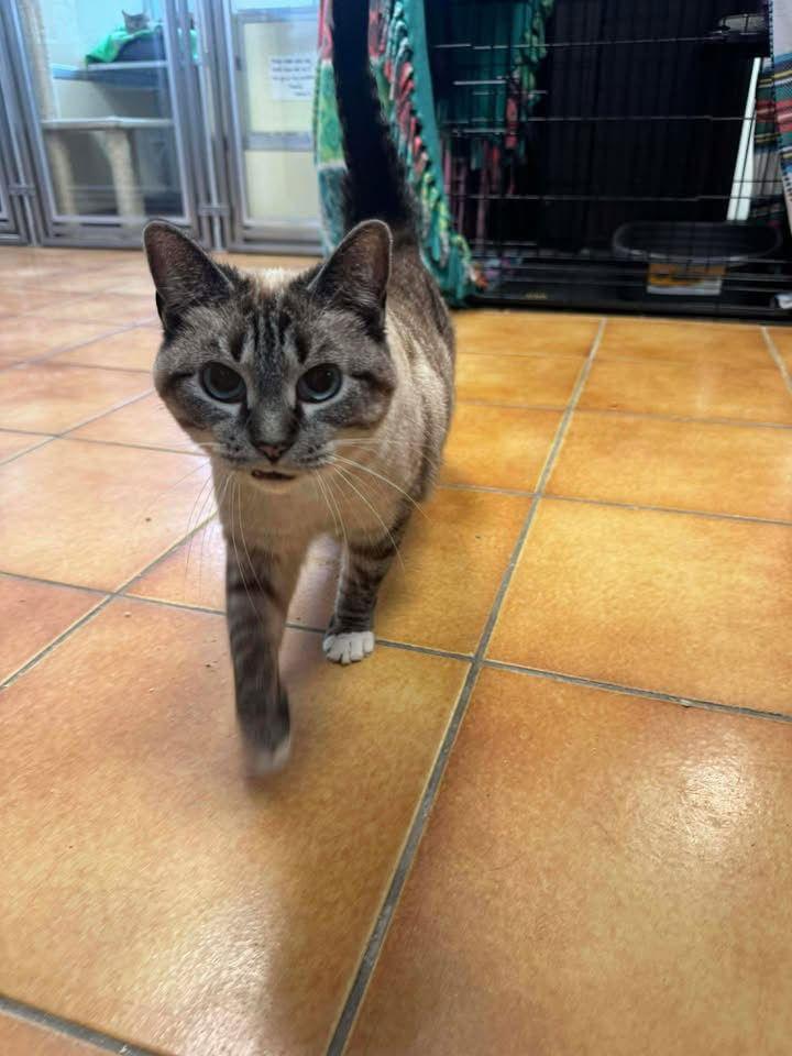 Willow, a Adopted mixed breed in Cedar Rapids, IA image 2/3