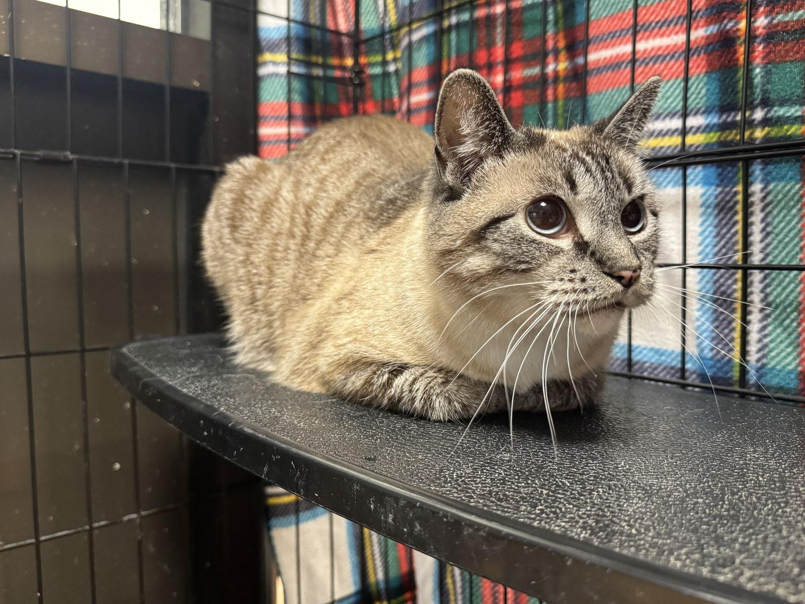 Willow, a Adopted mixed breed in Cedar Rapids, IA image 3/3