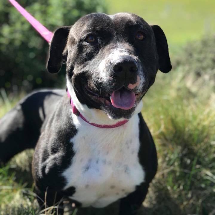 Lola, Adoptable, Senior Female Pit Bull Terrier.