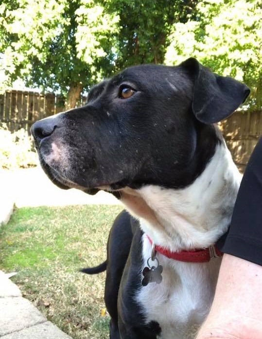 Lola, an adopted mixed breed in Citrus Heights, CA image 5/5